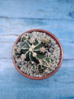 Astrophytum Myriostigma "Hakujo Fukuryu" (Астрофитум)