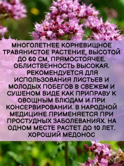 Семена Душица обыкновенная Нарядная - 2 гр
