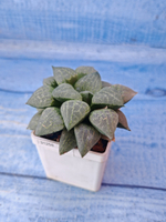 Haworthia Pygmaye hybrid (Хавортия)