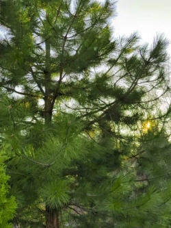 Семена Сосна Ламберта (Pinus lambertiana) 1гр