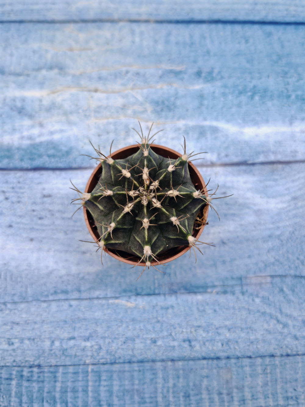 Gymnocalycium Friedrichii (Гимнокалициум)