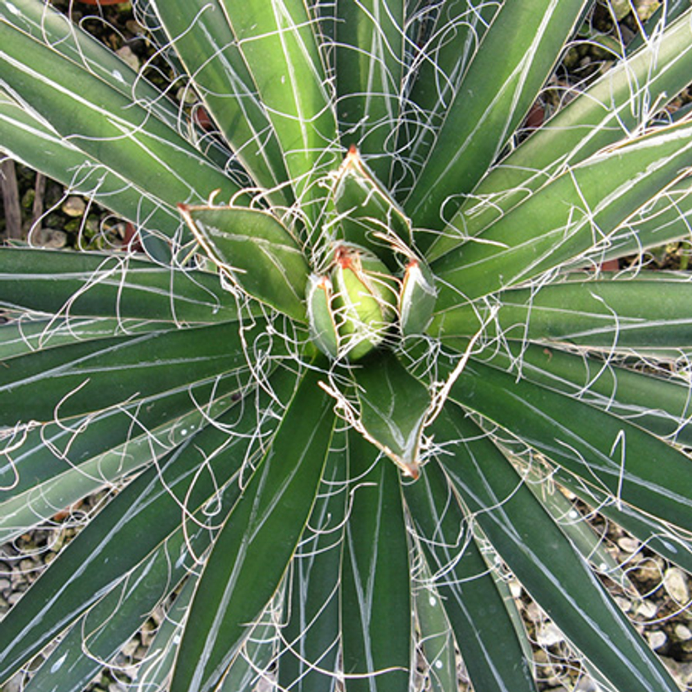 Агава нитеносная (Agave Filifera) семена