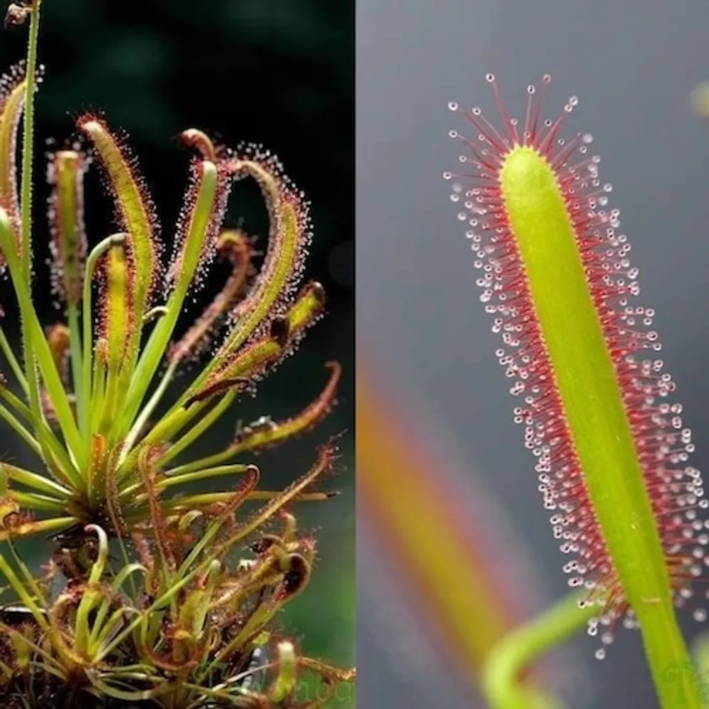 Росянка Drosera capensis albino — семена, 3 шт.