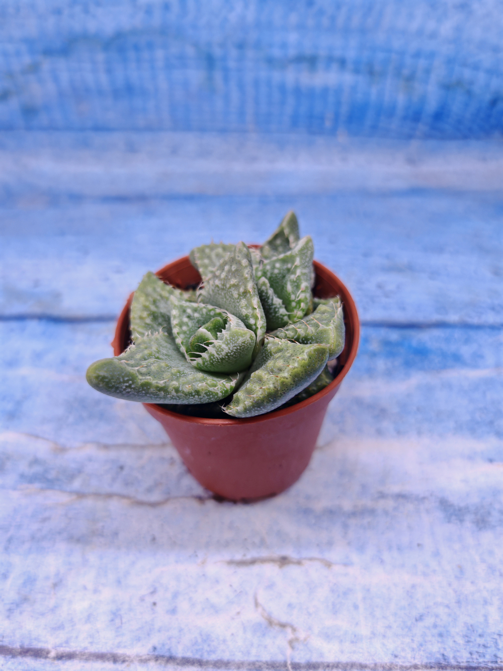 Faucaria Tuberculosa (Фаукария)
