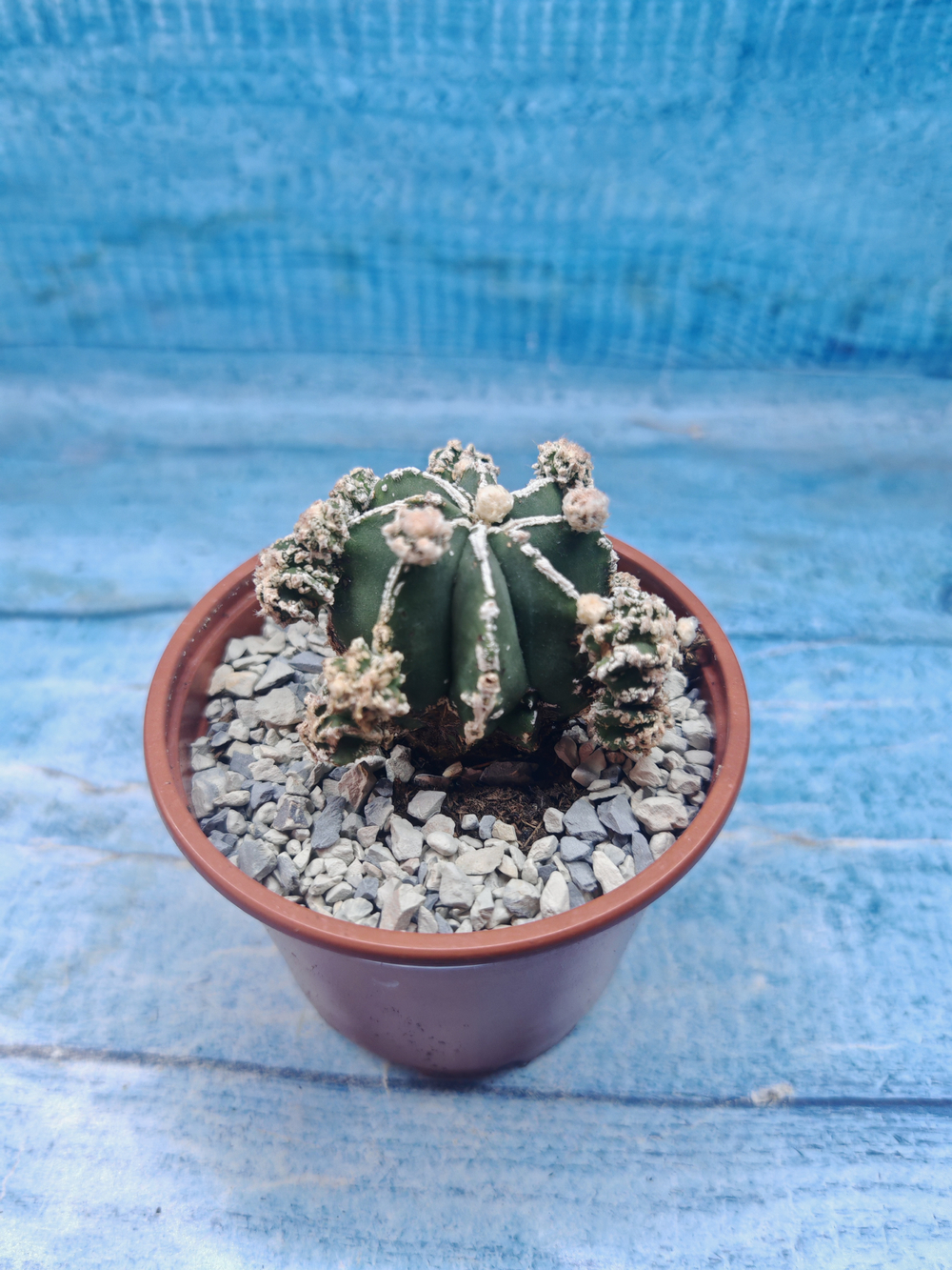 Astrophytum Myriostigma "Hakujo Fukuryu" (Астрофитум)