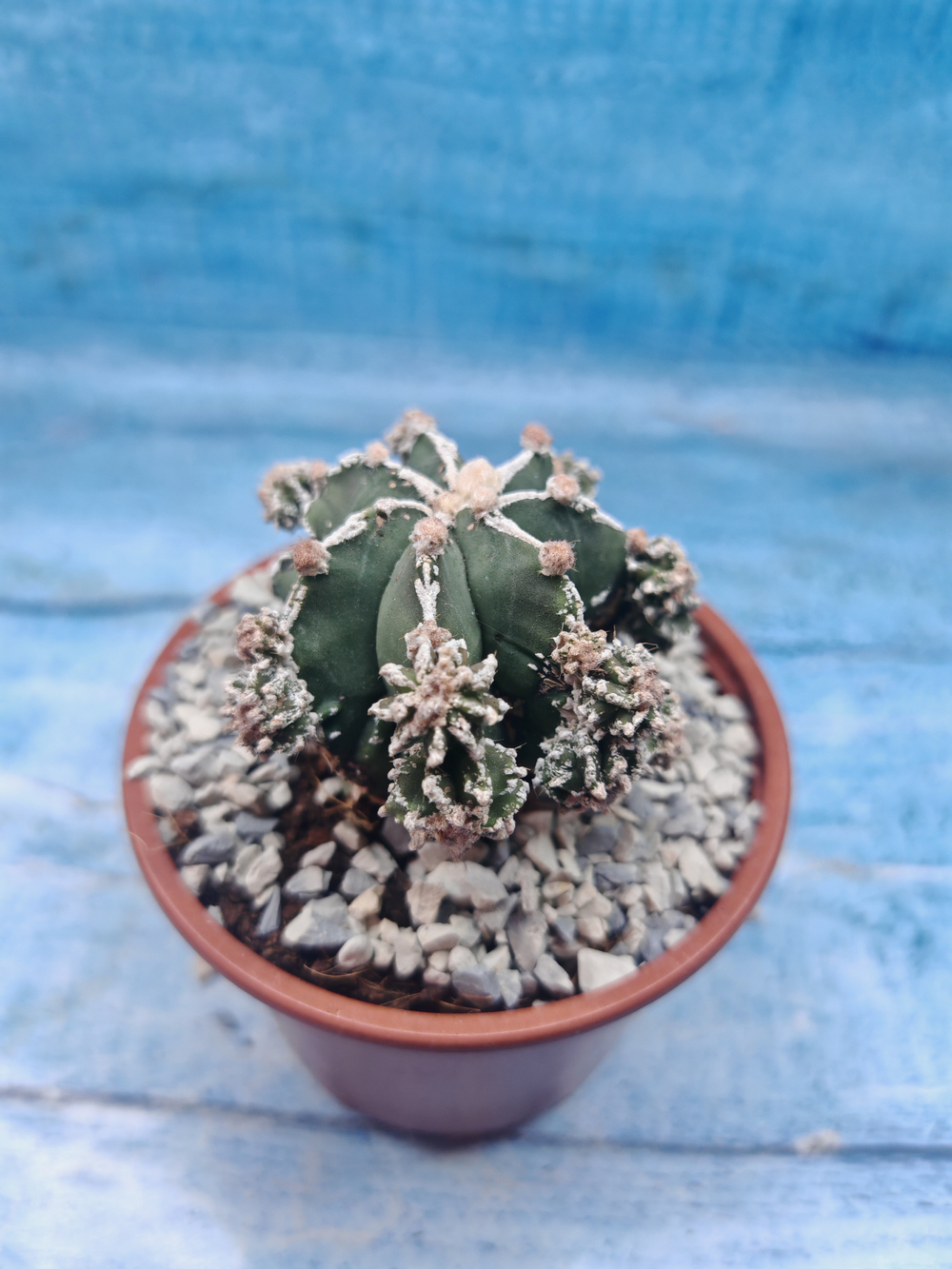 Astrophytum Myriostigma "Hakujo Fukuryu" (Астрофитум)