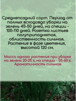 Укроп среднепоздний на зелень Гладиатор 10 гр