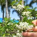 Райтия священная – Wrightia religiosa