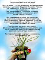 Бамбук ампельный Грин твист
