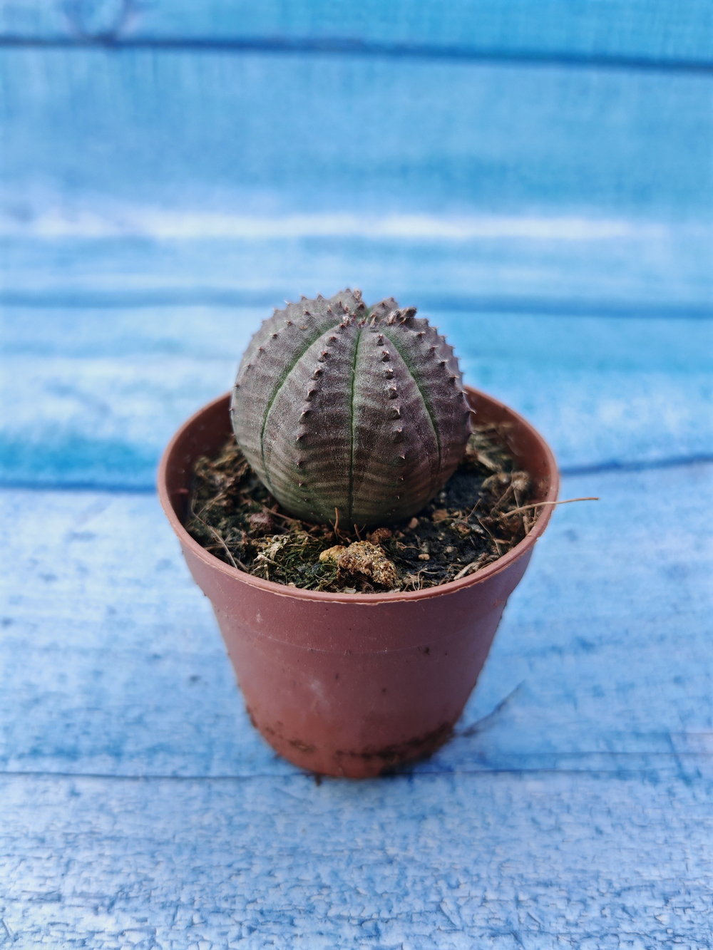 Euphorbia Obesa (Эуфорбия)