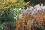 Мискантус китайский "Malepartus". Miscanthus sinensis "Malepartus".