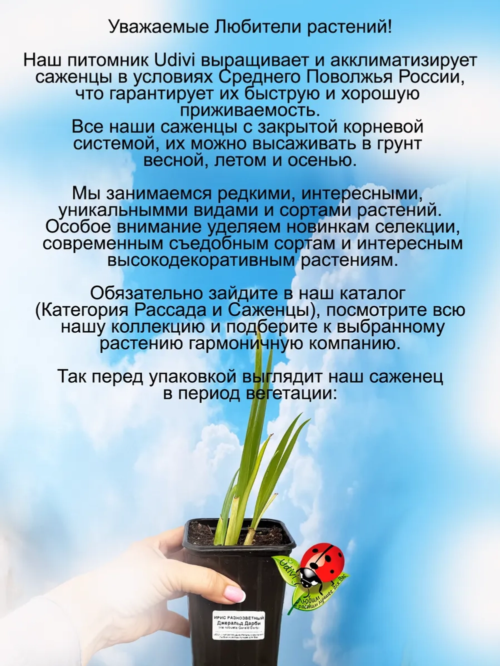 Ирис Джеральд Дарби разноцветный