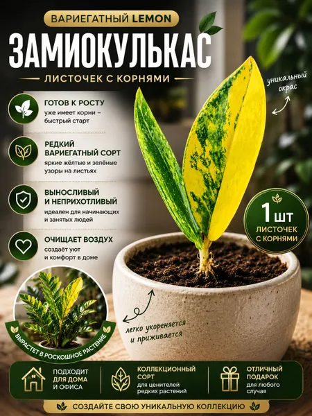 Замиокулькас Lemon — два укоренённых листа, вариант 1