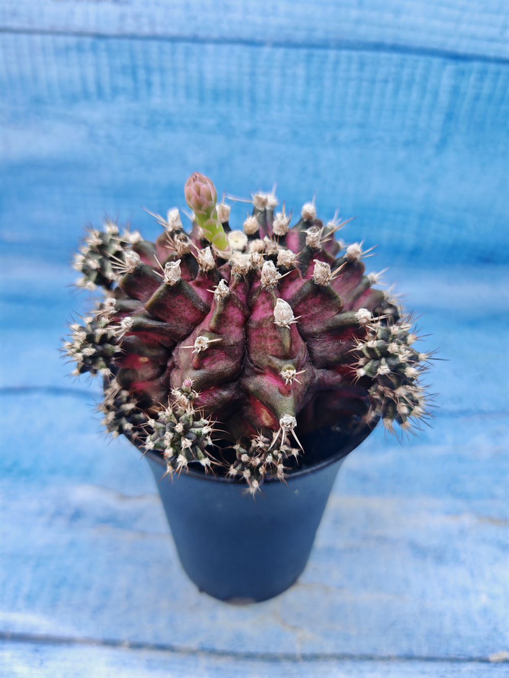 Gymnocalycium T-Rex Pink hybrid (Гимнокалициум T-rex)