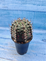 Gymnocalycium T-Rex Pink hybrid (Гимнокалициум T-rex)