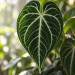 Anthurium crystallinum — фактура бархатистого листа