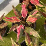Каладиум PHRANG CHOMPHU – PINK CAMOUFLAGE (K53)