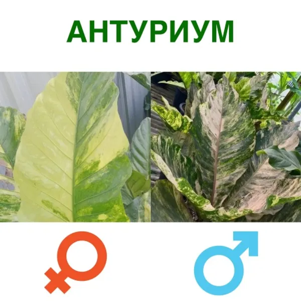 Антуриум вариегатный (Anthurium) семена 2 шт A005