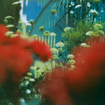 Pulled Apart By Horses / The Haze (LP)