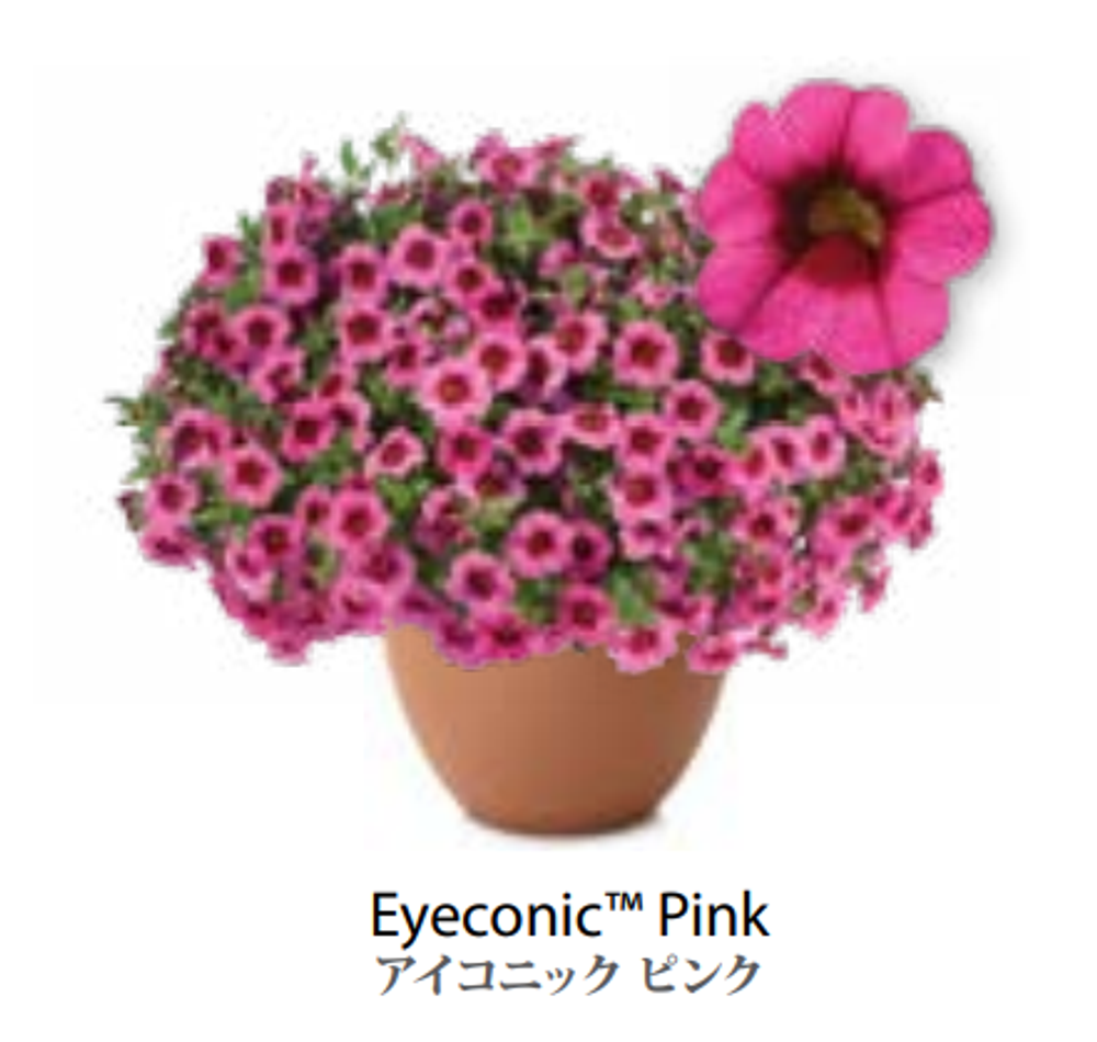 ЕВРО Калибрахоа EYECONIC Pink укоренный черенок начало января поставка 9