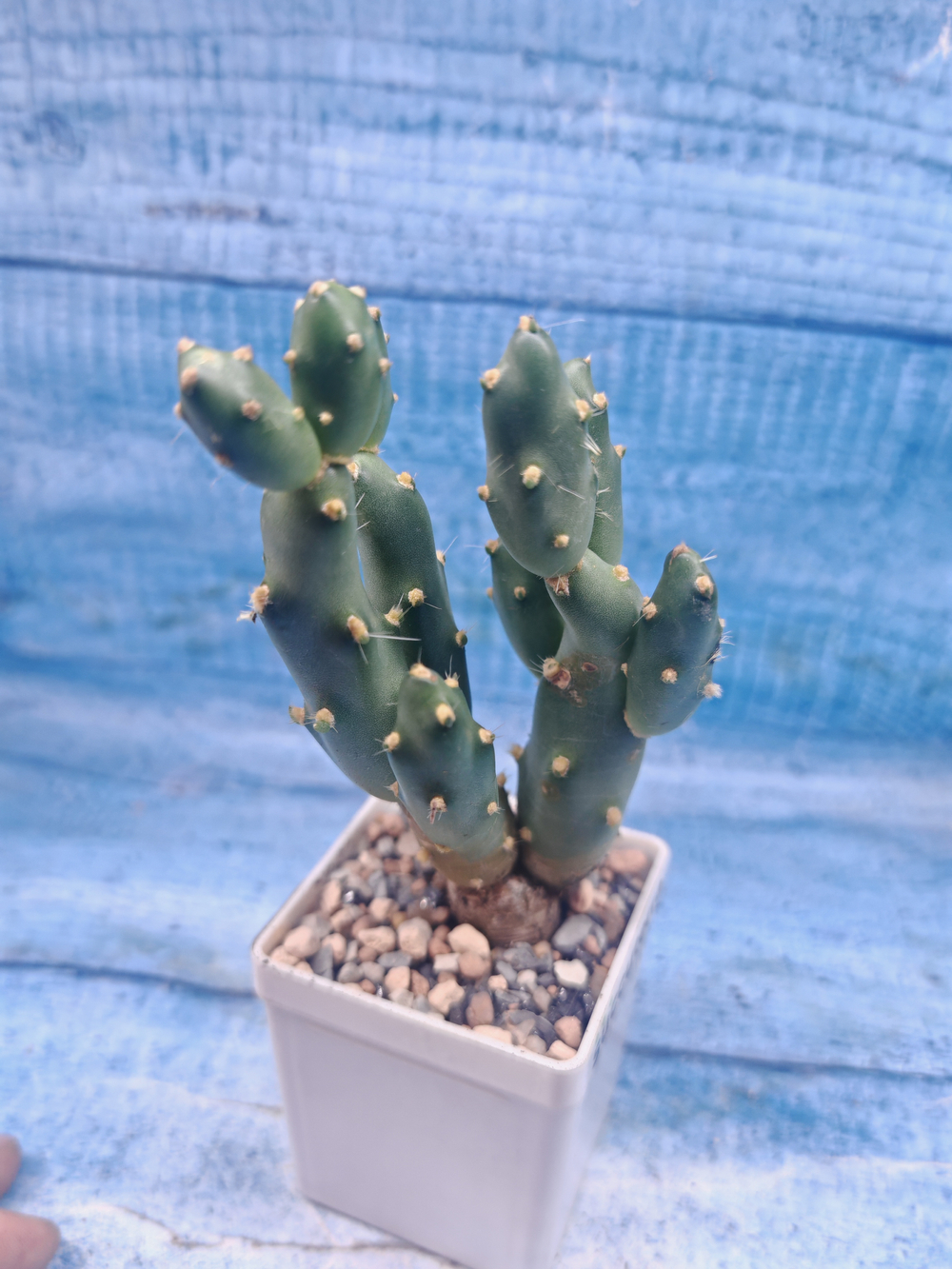 Cumulopuntia Bolivana (Кумулопунция)