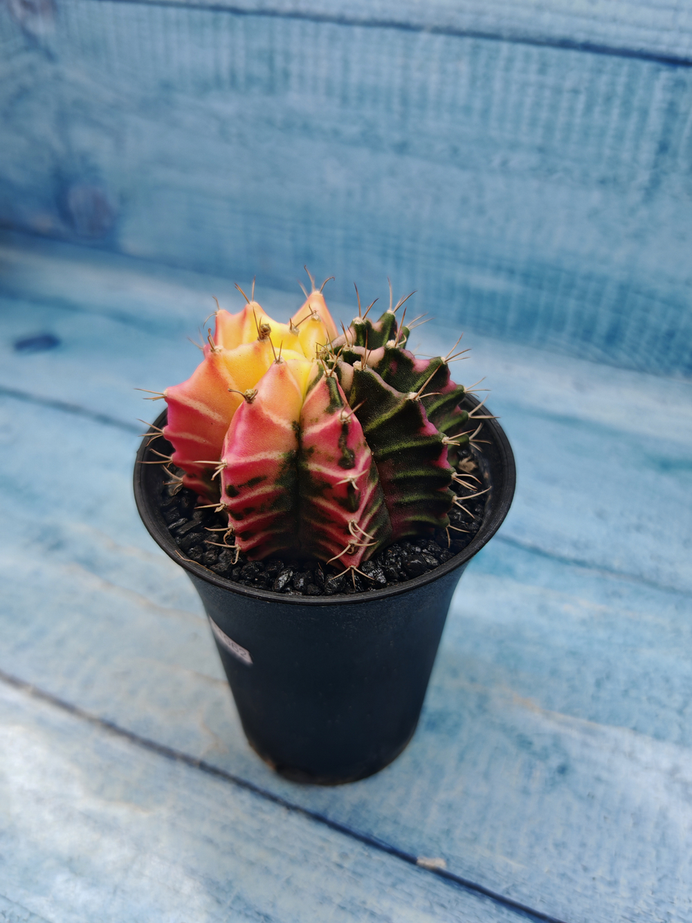 Gymnocalycium Variegata (Гимнокалициум Вариегатный)