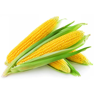 Вега F1 семена кукурузы (May Seed / Мэй Сид)