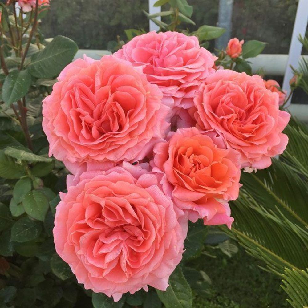 Амур де Молен (Amour de Molene)