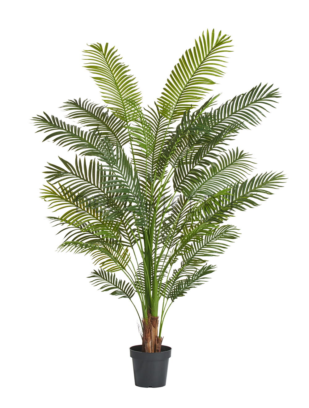 Пальма Арека Хризалидокарпус New в-210 см (Sensitive Botanic) 2/2 10.11957N