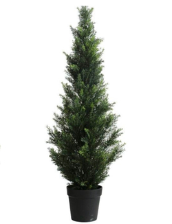 Кипарис 120 см.