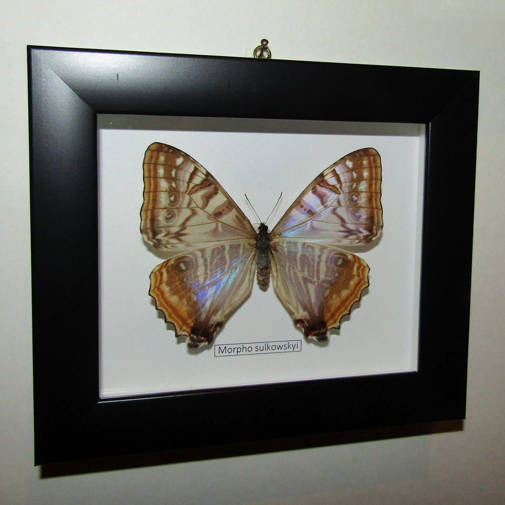 Бабочка Morpho sulkowskii самка в рамке