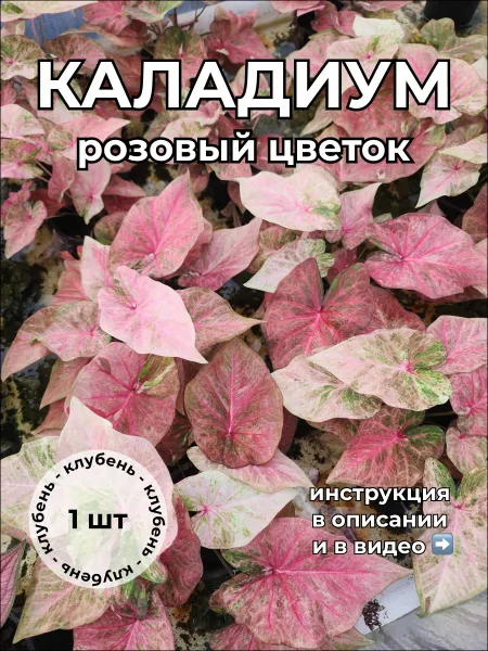 Каладиум Розовый цветок клубень