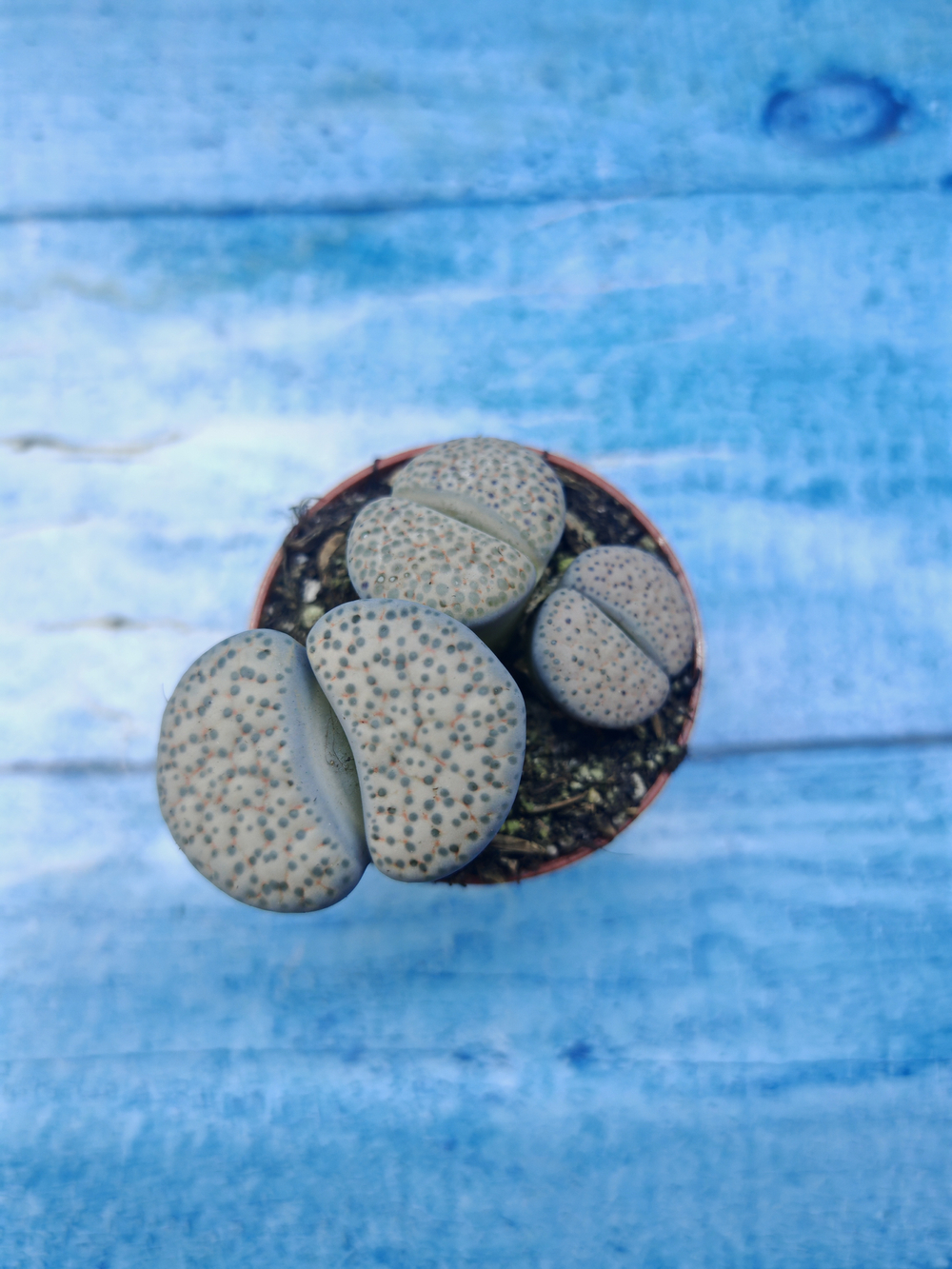 Lithops sp. (Литопсы)