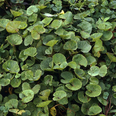 Centella asiatica  (Готу Кола)