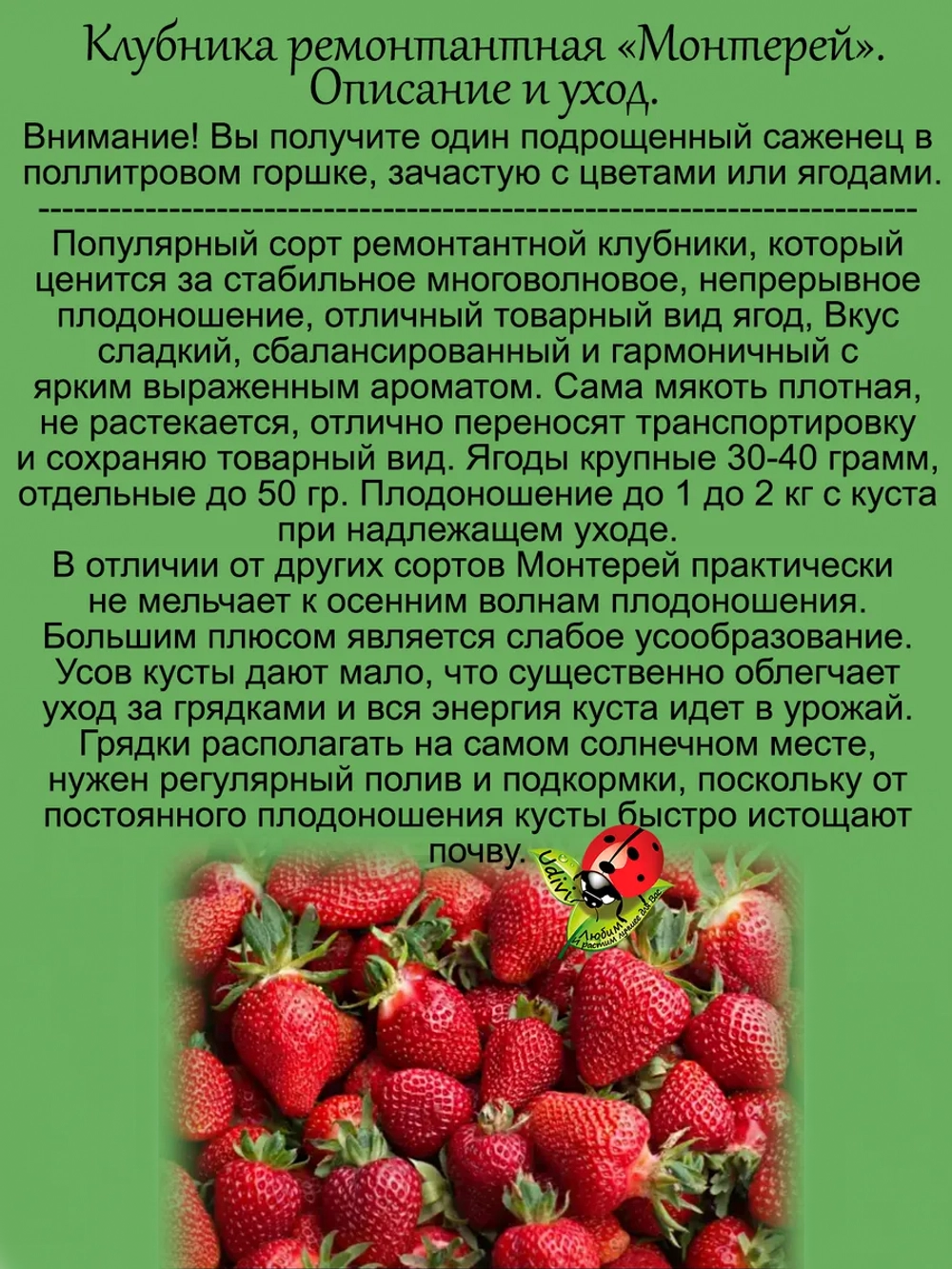 Клубника Монтерей ремонтантная
