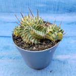 Euphorbia meloformis f. Variegated (Эуфорбия вариегатная)