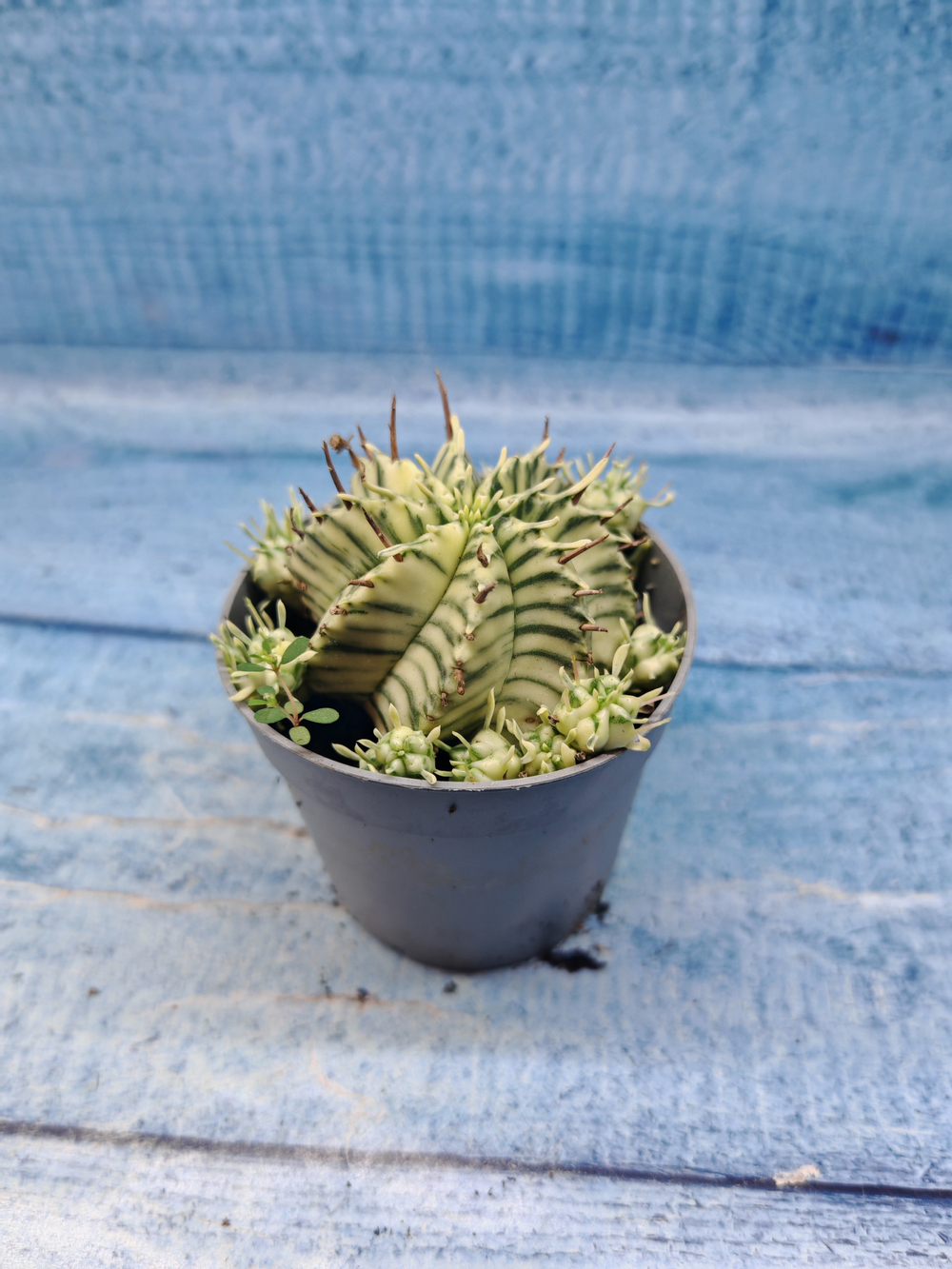 Euphorbia meloformis f. Variegated (Эуфорбия вариегатная)