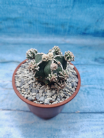 Astrophytum Myriostigma "Hakujo Fukuryu" (Астрофитум)