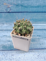 Gymnocalycium Anisitsii (Гимнокалициум)