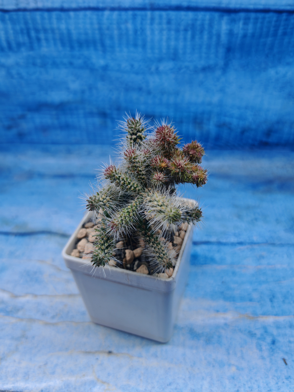 Opuntia Spinosior (Опунция)