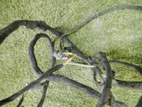 DSCN3336.jpg