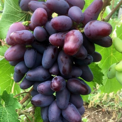Виноград Байконур ЗКС