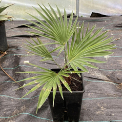 Юбея чилийская (Jubaea chilensis) семена 2 штуки