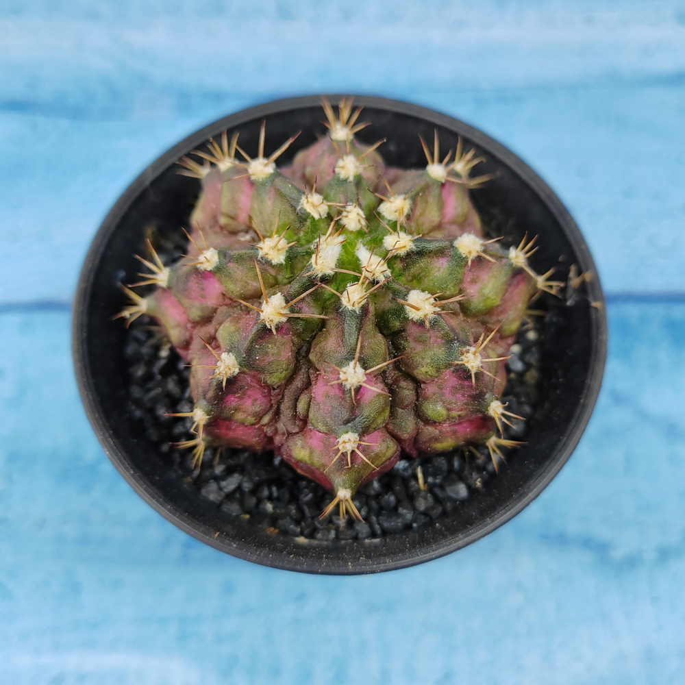 Gymnocalycium T-Rex Pink hybride (Гимнокалициум T-rex)