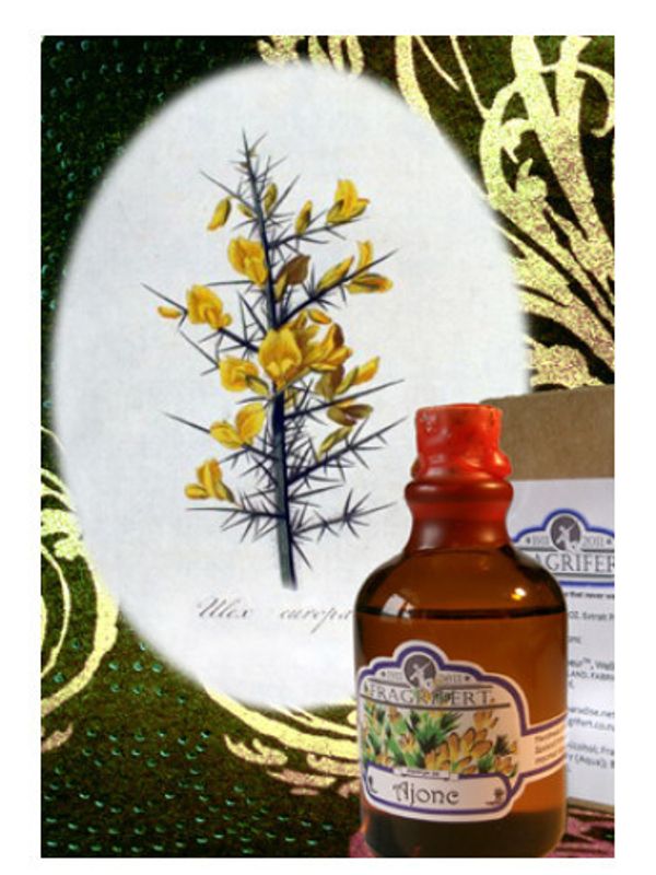 Fragrifert Parfumeur Ajonc