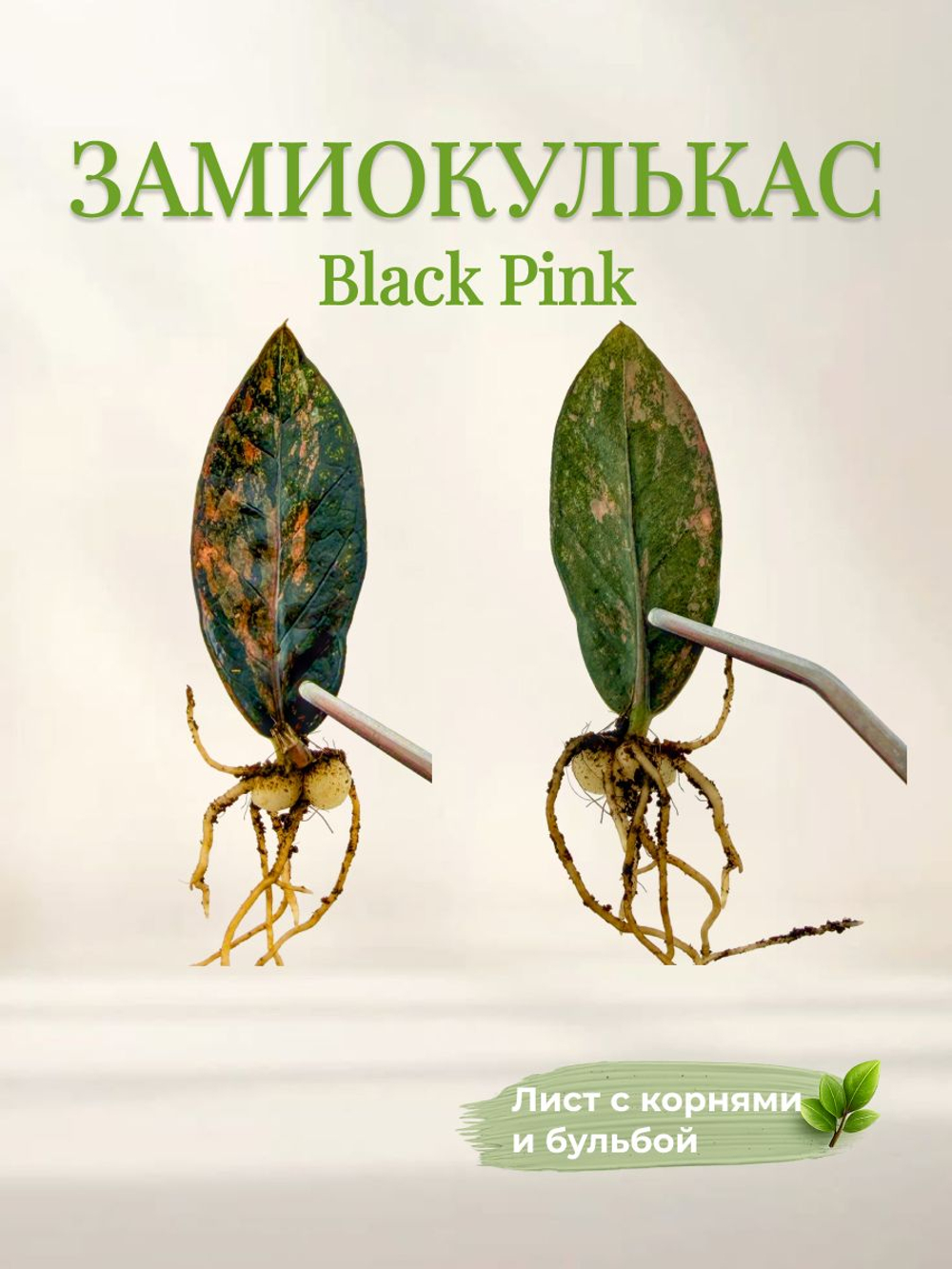 Замиокулькас Блек Пинк Сильвер (Black Pink Silver) лист c корнями и бульбой 1 штука 5 см