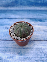 Euphorbia Obesa (Эуфорбия)