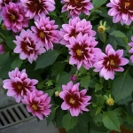 Георгина Dahlietta Surprise Demi Pink Bicolor G8