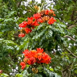 Спатодея колокольчиковая – Spathodea campanulata