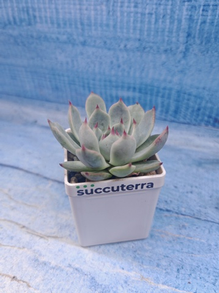 Echeveria Chihuahuensis (Эхеверия)